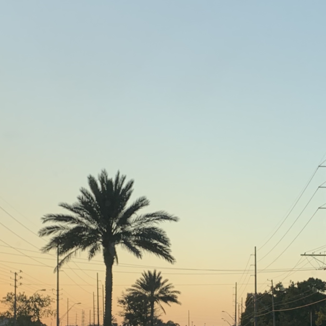 Palm tree in front of sunset with some visible telephone wires 